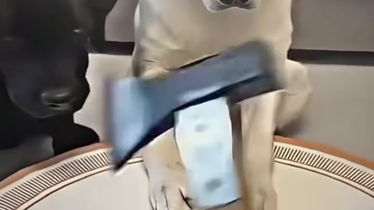 The Dog:Hey bro,what?