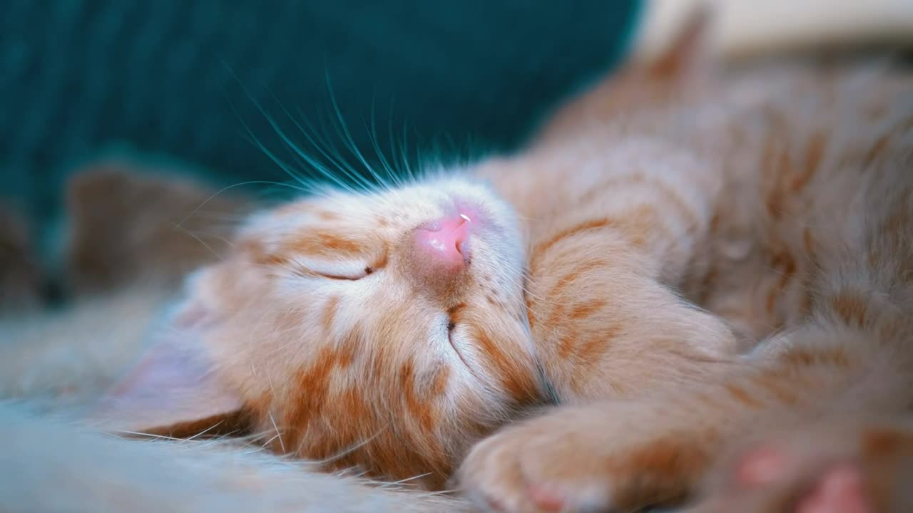 Cute red kitten sleeping in the couch