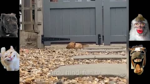 Top viral funny animals clips