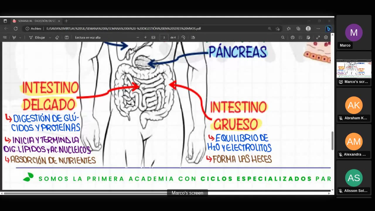SAVIA SEMIANUAL 2024 | Semana 06 | Anatomía S1