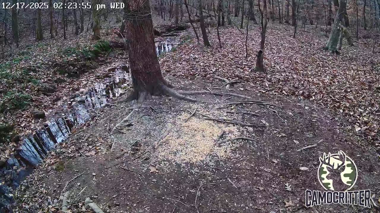 CamoCritter Critter Cam Live Stream