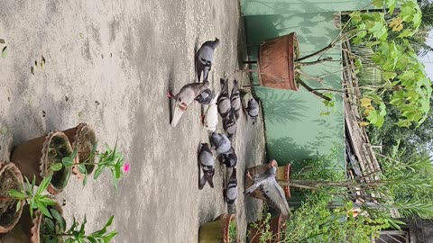 Birds eating 🐦🍃
