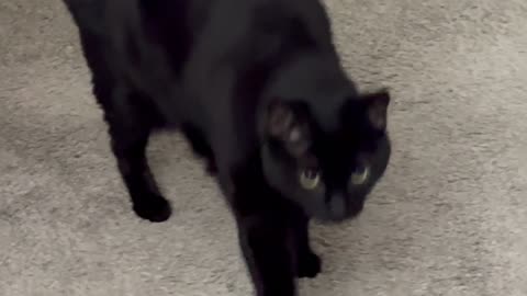 Cute Precious Piper Does Hall Security with Office Managing - Adopting a Cat from a Shelter Vlog