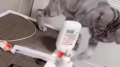 有强迫症的猫