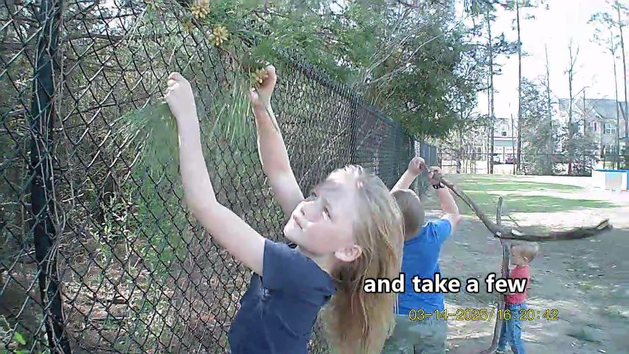 How to make pollen paint