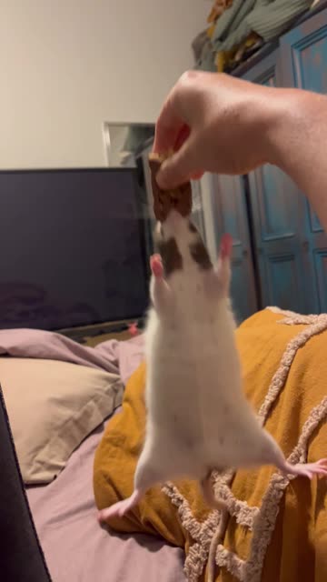 Pet Rat Clings to Snack