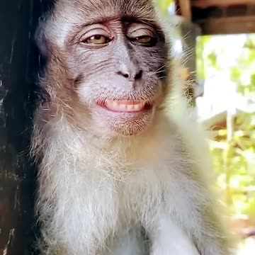 monkey funny smile