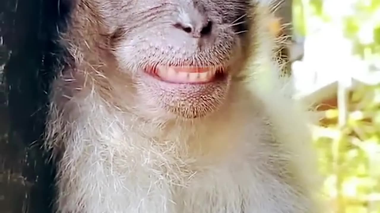 monkey funny smile