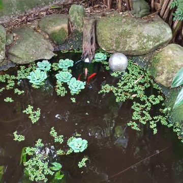 6.9.2025 From the Pond