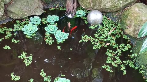 6.9.2025 From the Pond