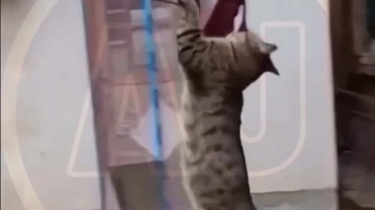 Funny video