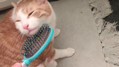 Cat's Paw Twitches from Intense Chin Scritches