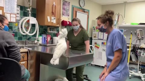 😂🕺 Cockatoo Steals the Show with Epic Dance Moves! | FunFM
