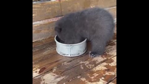 Funny Farm: Animals Being Hilarious Compilation!
