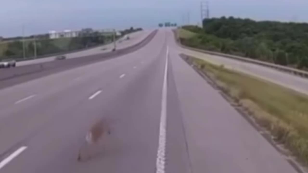 "ट्रक के सामने नौटंकी करता हिरण! ड्राइवर भी रह गया दंग 😱🦌🚚"