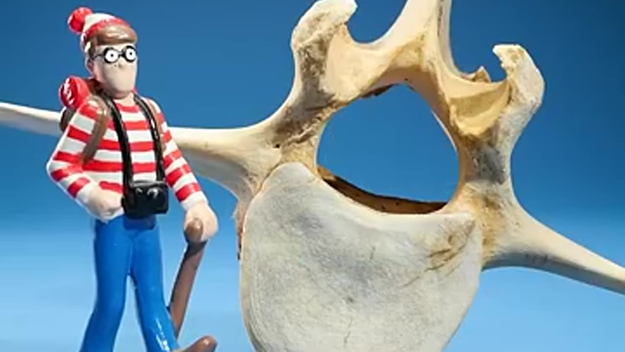 Mouse Vertebrae vs Whale Vertebrae
