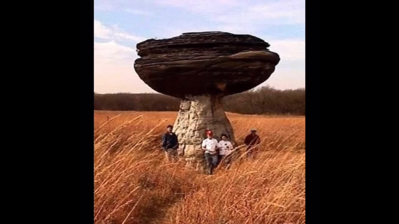 It Wasn't Just The Trees...ALL Ancient Plant Life Was Massive