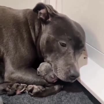 She gave birth to her first pup and couldn't stop hugging it.. 😊