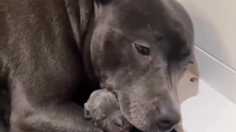 She gave birth to her first pup and couldn't stop hugging it.. 😊