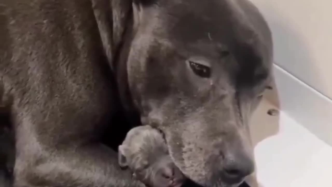 She gave birth to her first pup and couldn't stop hugging it.. 😊