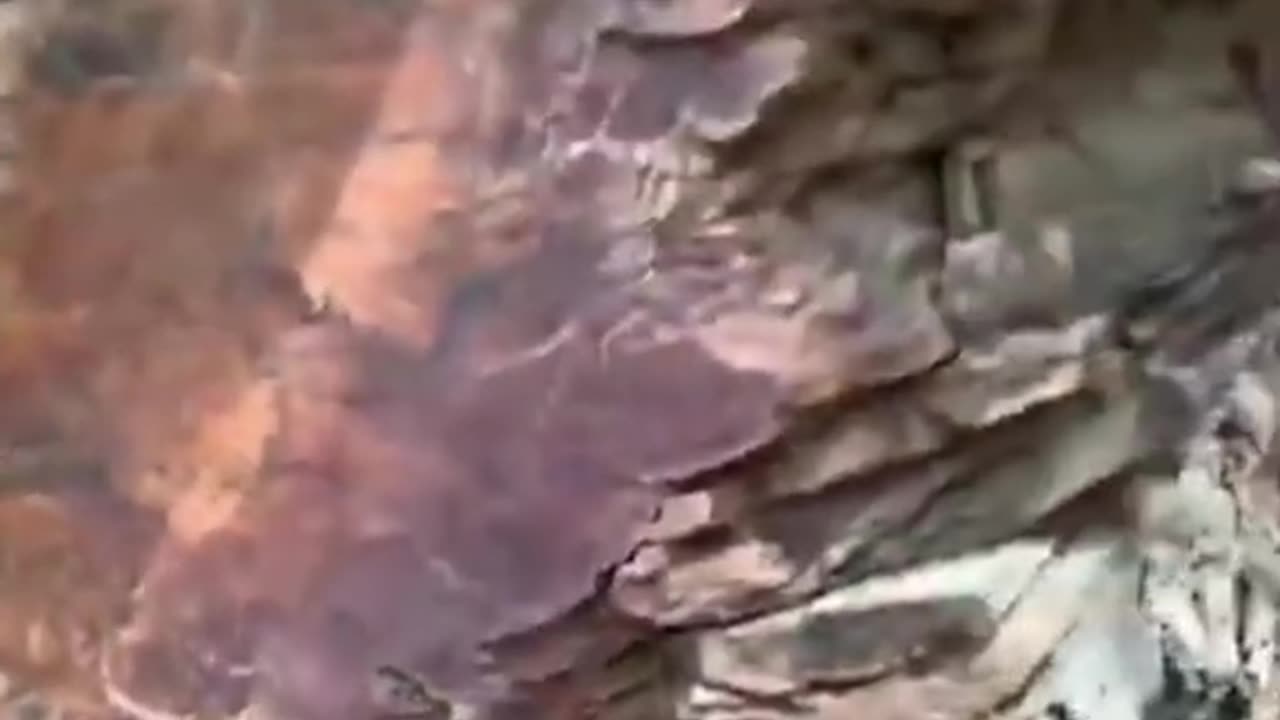 THE MASSIVE LIMBS THAT DID PETRIFY ARE BURIED UNDER THE HILLS