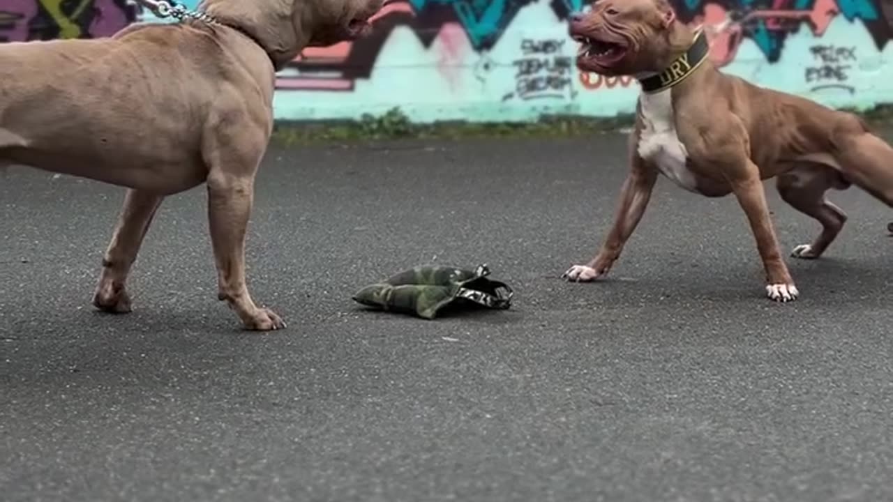 Strong Pitbulls on Leash 💪 – Pitbulli puternici ținuți în lesă cu forță și calm 🐶