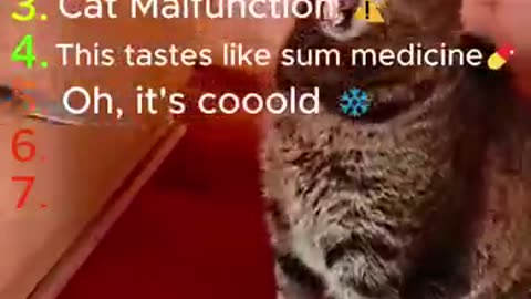 Funny animals