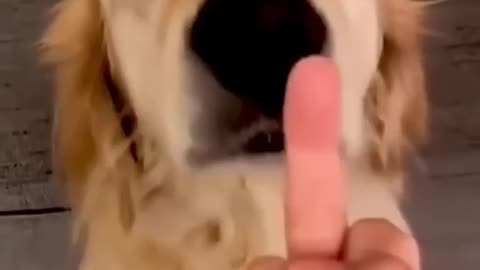 Dog’s Reaction In The Face Of at the Middle Finger 😂 So Funny