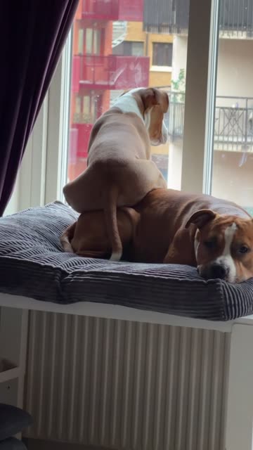 Puppy Uses Pal As Booster Seat