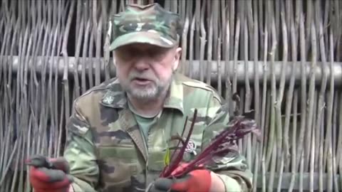 Buraki działanie antyrakowe