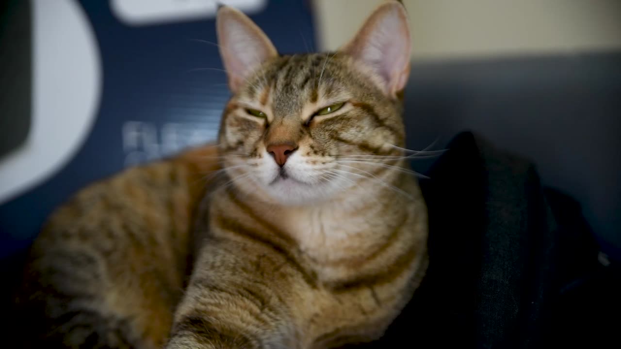 Judgy Cat Look: The Funny Video You Need to See!