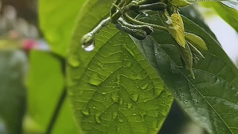 Islamabad | Rainy Season | Pakistan