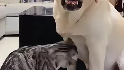 cat is the king