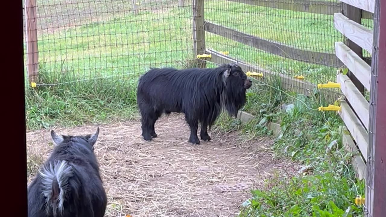 Flirtatious Pygmy Goat Has Some Unwanted Company!