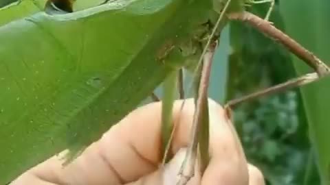 THE GIANT MALAYSIAN KATYDID IS A SPECIES OF CARNIVOROUS GIANT KATYDID NATIVE TO MALAYSIA & ONE OF THE LARGEST INSECTS IN THE KNOWN WORLD