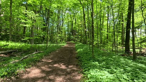 Virtual forest tour. Trail in a Canadian forest. UHD.