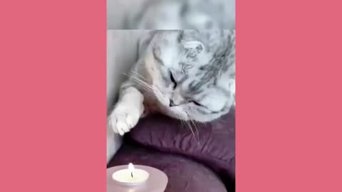 #Funny cats