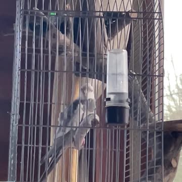 This Parrot Has Better Rhythm Than Most Humans