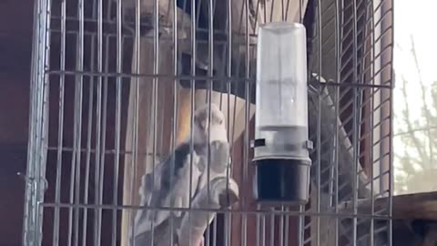 This Parrot Has Better Rhythm Than Most Humans