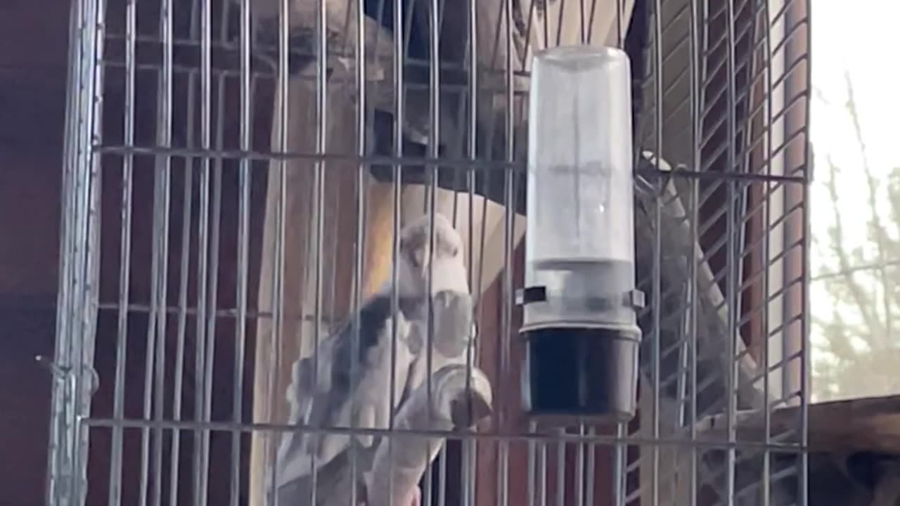 This Parrot Has Better Rhythm Than Most Humans