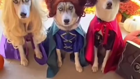 Funny dogs