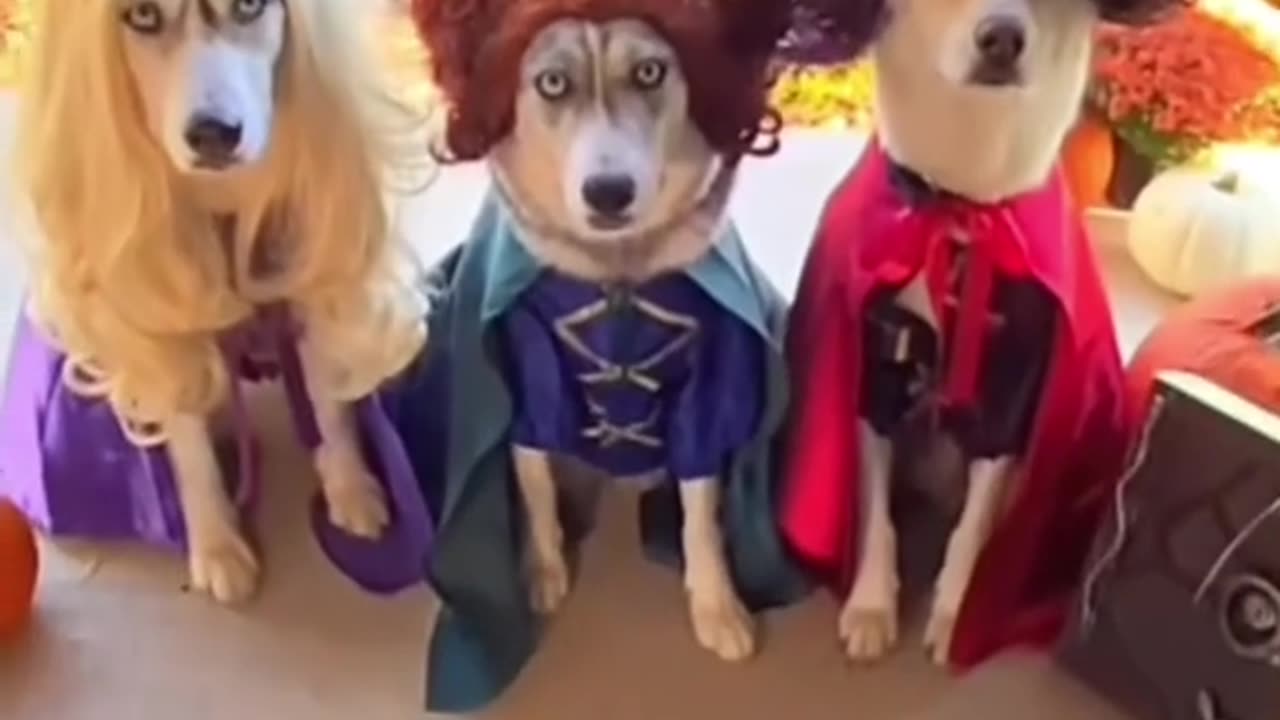 Funny dogs