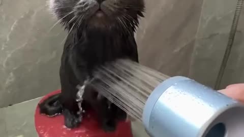 Cat cute animals