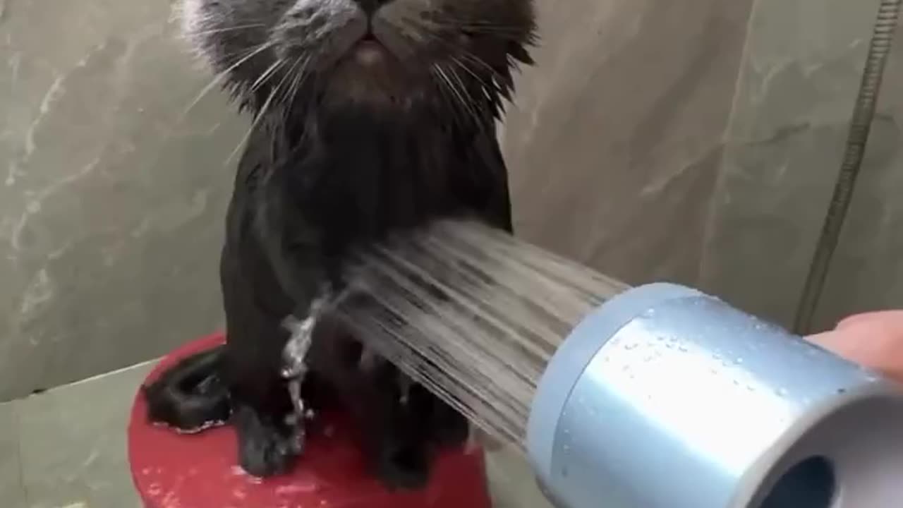 Cat cute animals