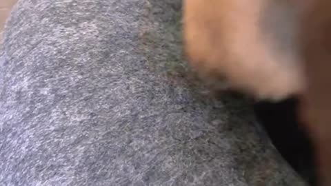 When a Aloof Cat Meets an Automatic Toy...