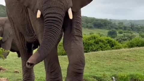 "Giant Elephant Forces Crocodile to Retreat!" 🐘💥🐊#viralvideo