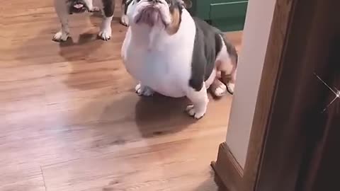 Giving me attitude 🕵️