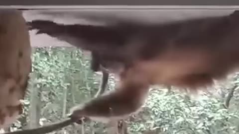 Crazy Monkey