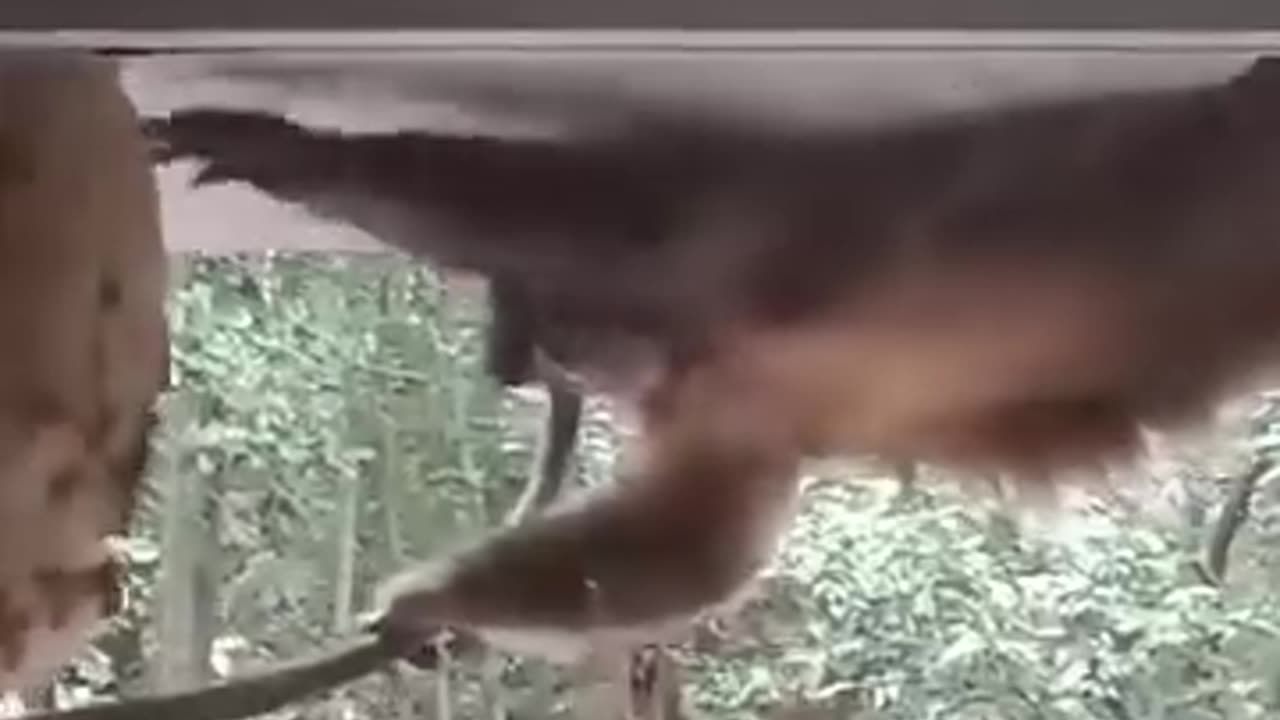 Crazy Monkey
