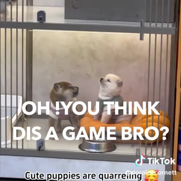 PUPPIES: LOOK WHO'S TALKING THIS TIME AROUND
